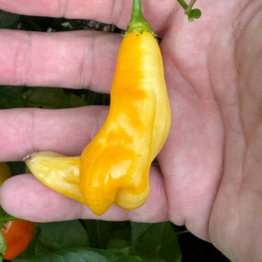 Aji Monika - Seeds - The Pepper Pantry (Formerly Marie Sharp's)